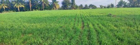 ತಾಲೂಕಿನಲ್ಲಿ ಈ ವರ್ಷ ಭೀಕರ ಬರದ ಛಾಯೆ ನಿಶ್ಚಿತ!